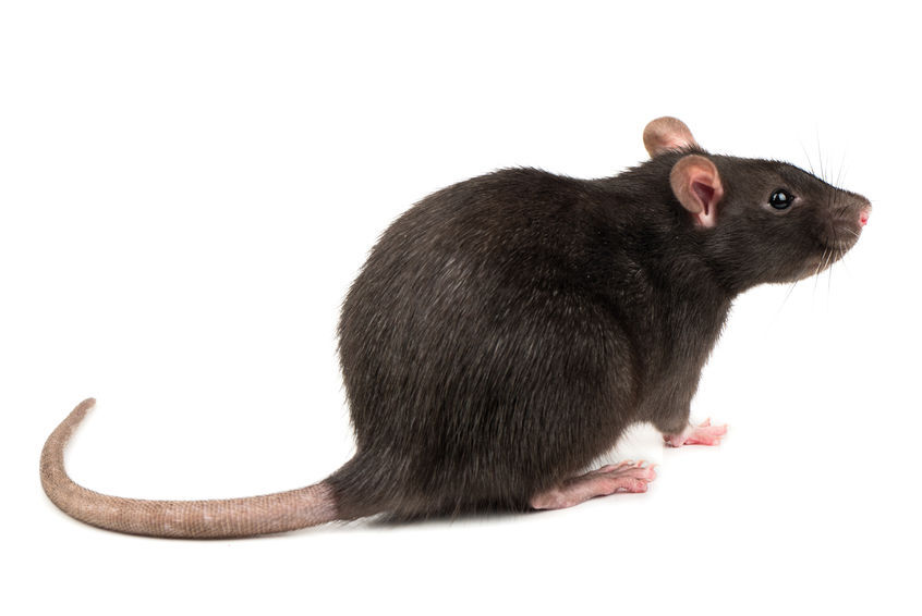 Grey rat isolate